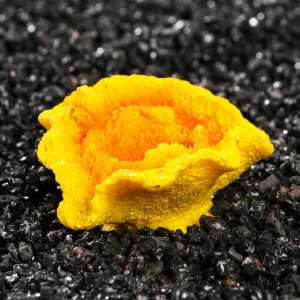 Коралл аквариумный Каталофиллия 6,5*5,5*3см Пижон