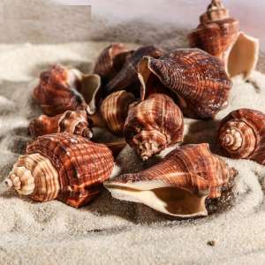 Ракушка декоративная 5-7см 100г Пижон