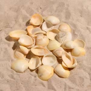 Ракушка декоративная 1,5-3,5см 100г Пижон