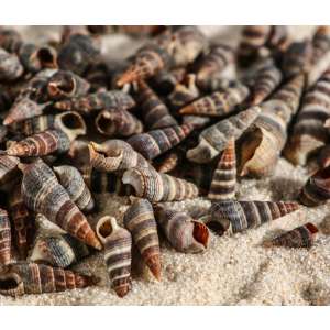 Ракушка декоративная Батиллярия 100г Пижон